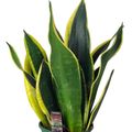 Sansevieria trifasciata 'Black Gold'