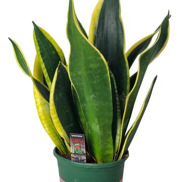 Sansevieria trifasciata 'Black Gold'