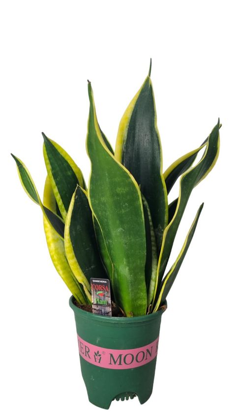 Sansevieria trifasciata 'Black Gold'