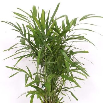 Ptychosperma macarthurii