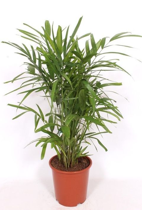 Ptychosperma macarthurii