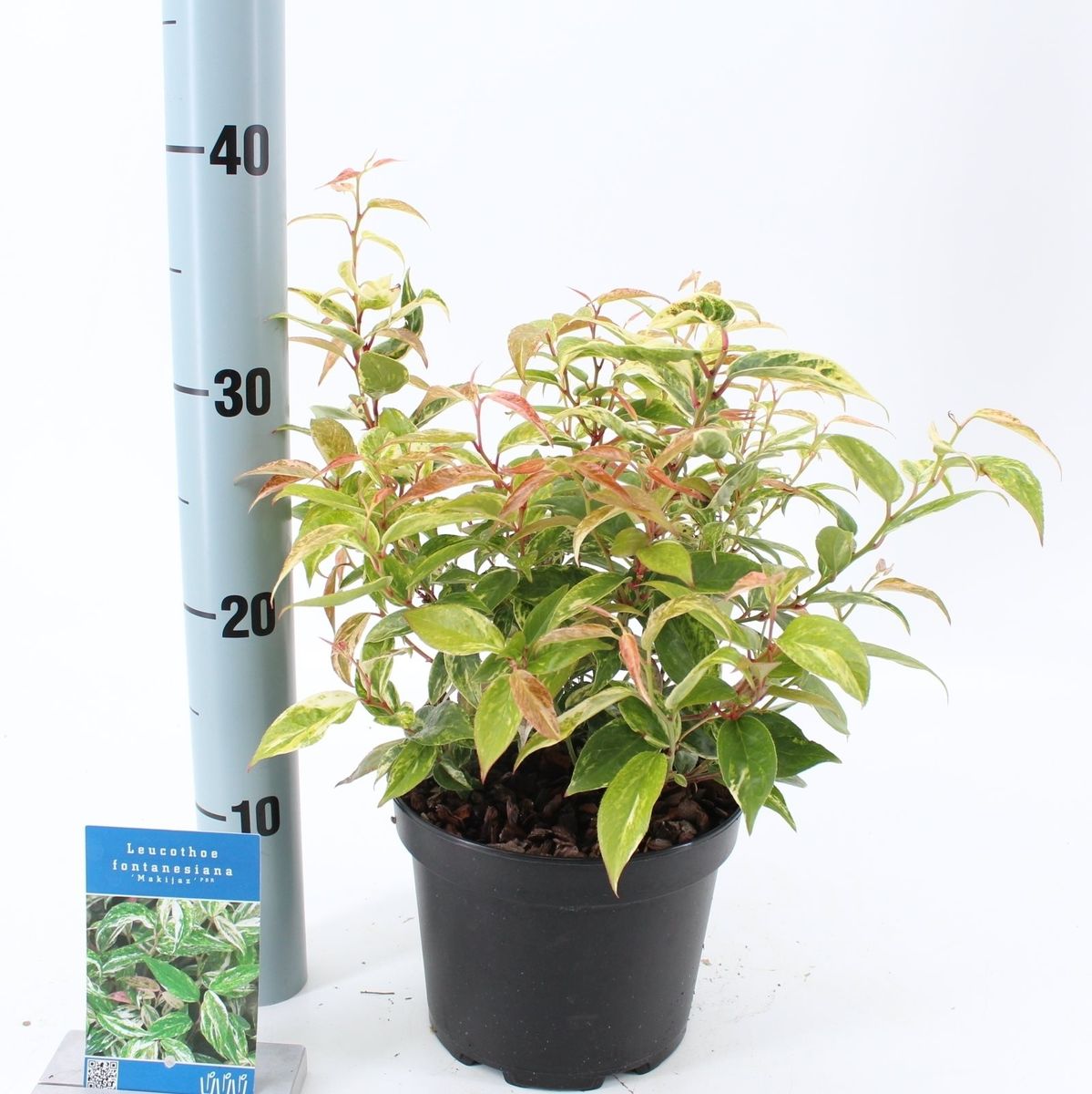 Leucothoe fontanesiana 'Makijaz' — Plant Wholesale FlorAccess