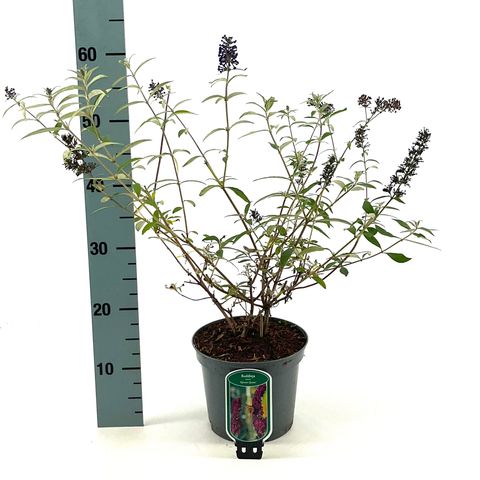 Buddleja davidii 'African Queen'