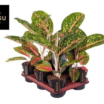 Aglaonema 'Spring Red'