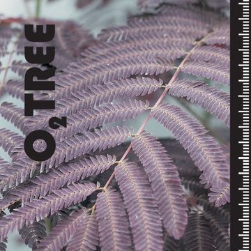 Albizia julibrissin 'Evey's Pride'