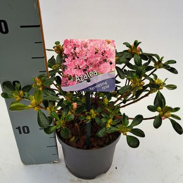 Rhododendron 'Kermesina Rosé' (AJ)