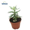 Pachypodium succulentum