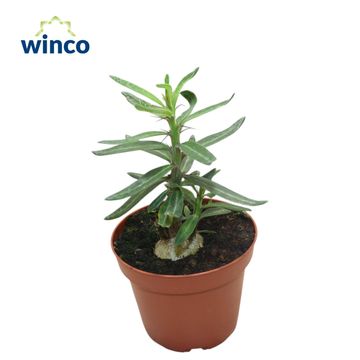 Pachypodium succulentum