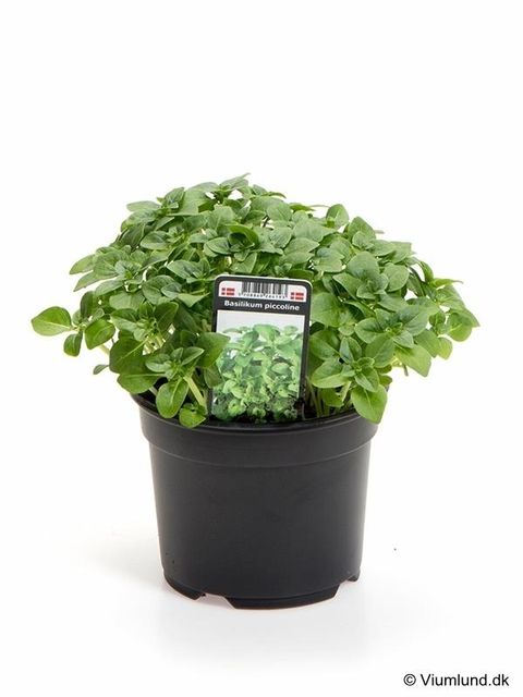 Ocimum basilicum 'Piccolino'