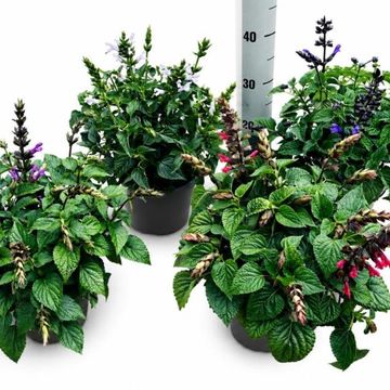 Salvia SALGOON MIX