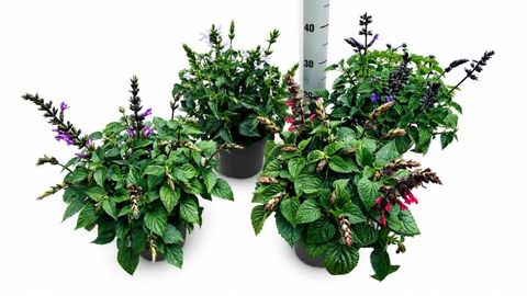 Salvia SALGOON MIX