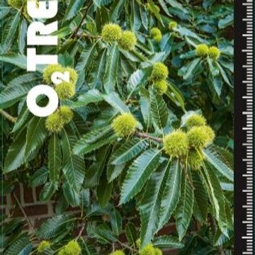 Castanea sativa 'Marrone di Maradi'