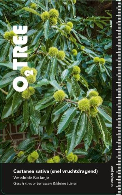 Castanea sativa 'Marrone di Maradi'