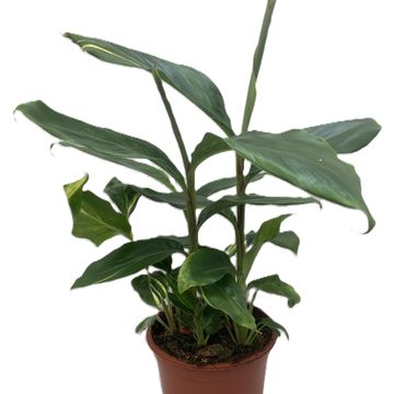 Alpinia zerumbet 'Variegata'