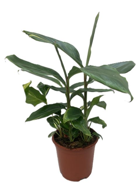 Alpinia zerumbet 'Variegata'