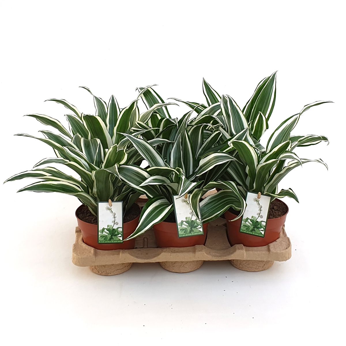 Dracaena fragrans 'White Jewel'  Plant Wholesale FlorAccess