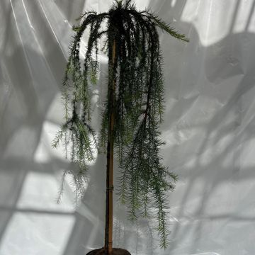 Larix kaempferi 'Stiff Weeper'