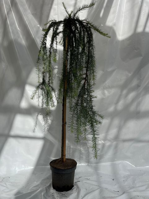 Larix kaempferi 'Stiff Weeper'