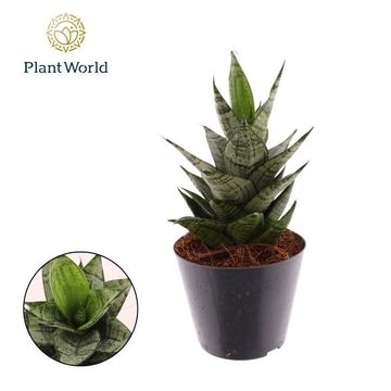 Sansevieria 'Ehrendel'
