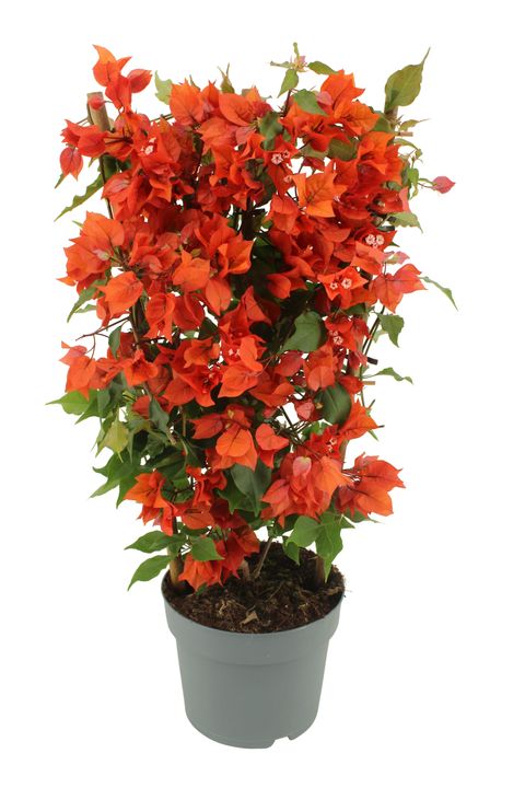 Bougainvillea glabra SANDERIANA ORANGE