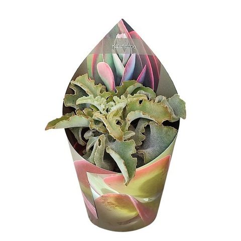 Kalanchoe beharensis