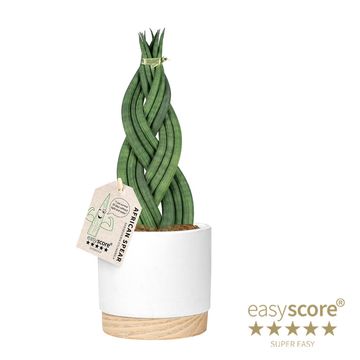 Sansevieria cylindrica