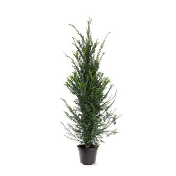 Taxus baccata