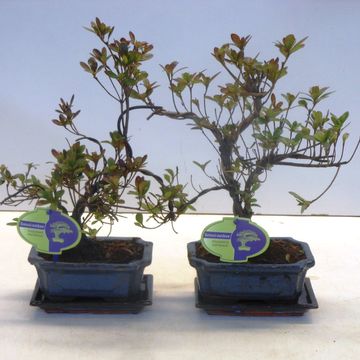 Rhododendron indicum