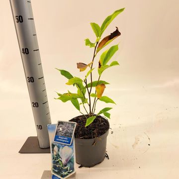 Magnolia x soulangeana