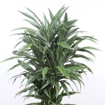 Dracaena fragrans 'Warneckei'