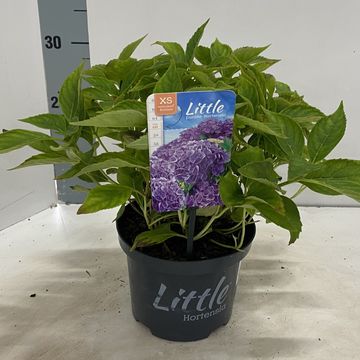 Hydrangea macrophylla 'Little Purple'