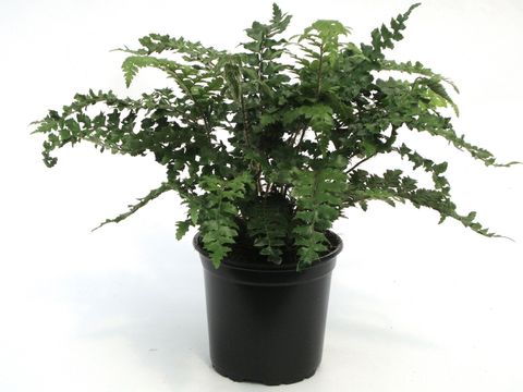 Polystichum polyblepharum