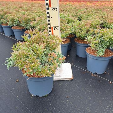 Pieris japonica 'Little Heath'