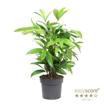 Dracaena surculosa