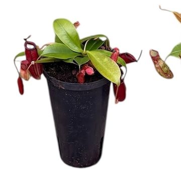 Nepenthes MIX