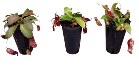 Nepenthes MIX