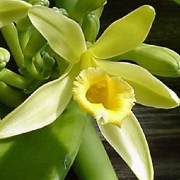 Vanilla planifolia