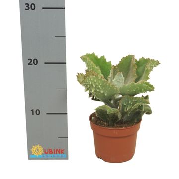 Kalanchoe beharensis