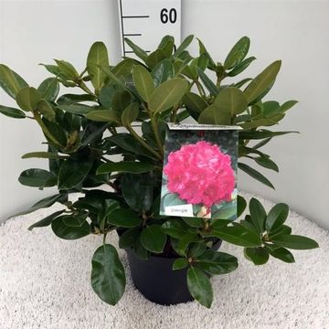 Rhododendron 'Германия'