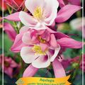 Aquilegia 'Spring Magic Rose and White'