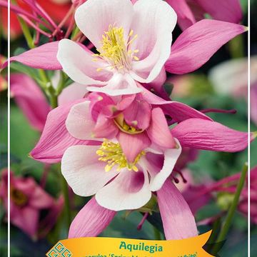 Aquilegia 'Spring Magic Rose and White'