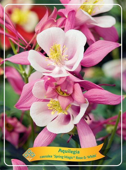 Aquilegia 'Spring Magic Rose and White'