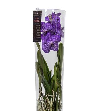 Vanda NEW BLUE