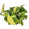 Epipremnum 'Lemon Joy'