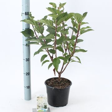 Hydrangea paniculata 'Silver Dollar'