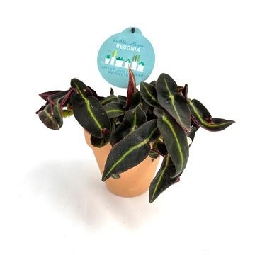 Begonia listada