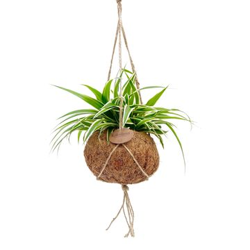 Hanging plants MIX