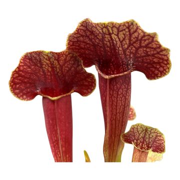 Sarracenia 'Barbapapa'