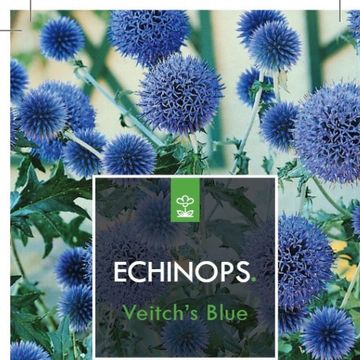 Echinops ritro 'Veitch's Blue'