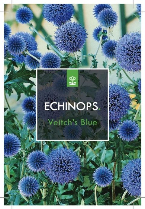 Echinops ritro 'Veitch's Blue'